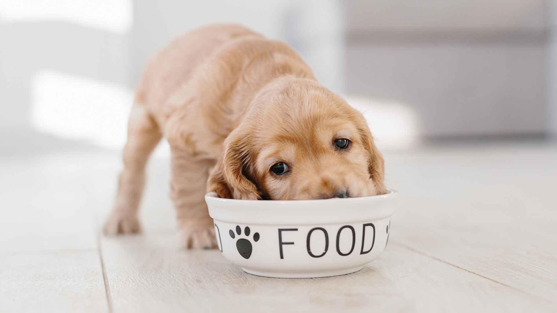 Dar de comer a un cachorro